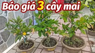 (2/7). B&aacute;n Mai c&uacute;c kh&ocirc;ng nhị, mai c&uacute;c qu&yacute; phi gi&aacute; rẻ 0902074660