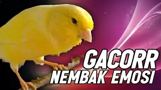 KENARI GACOR PANJANG Rol Rapat EMOSI Cuit cuit Ngerol utk Masteran Murai Batu Full Isian