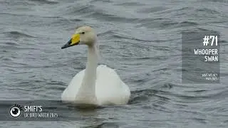 Whooper Swan (2025.071) @ WWT Welney