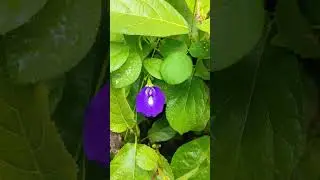 #flowers #music #nature #roadside #flower #অপরাজিতা #mahadev