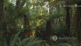 🌿 A Gentle Walk Through the Forest | Relaxing Nature Sounds
