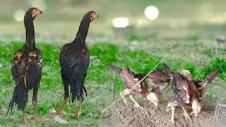 #KVR BREEDES#7989073273#bhimavaram chicks#peru cross chicks#chicks#patta punjulu#birds#chicken#viral