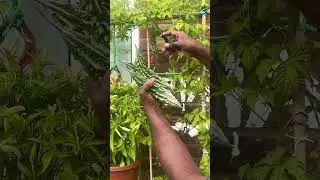 London Garden - Bitter Gourd Last Harvesting