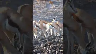 Springbok In Etosha National Park