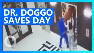 Doctor saves dog whose leash gets caught in elevator - TomoNews