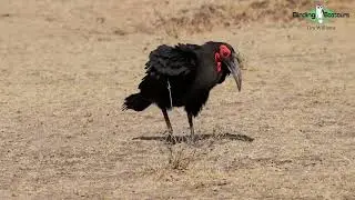 Ground Hornbill by Tim Williams