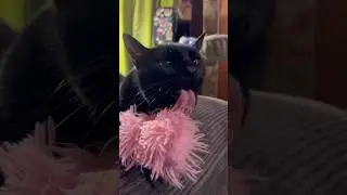 Cats doing funny things on Cat Nip / How much catnip is to much? / Cat Comedy skit #catsofyoutube