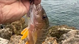 The Laborn Fishing Show - Jupiter Inlet Snapper and Shenanigans. 