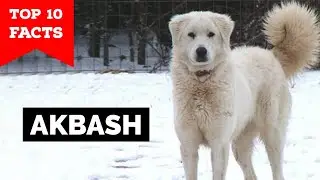 Akbash - Top 10 Facts