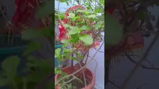 #gardengingtips#garden#nature#gowithnature