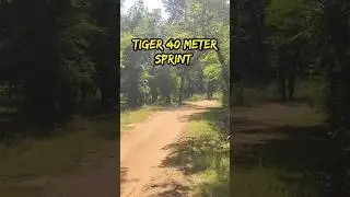 Tiger Running at full Speed #shorts #shortvideo #joju_wildjunket #wildlife #tiger