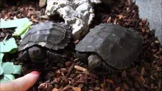 Baby Burmese Brown Mountain Tortoises