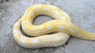 Sharp Albino Boa