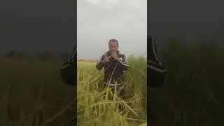 এ বছর ধানের উৎপাদন অনেক বেশি তাই নিয়ে কিছু কথা।২০২৫