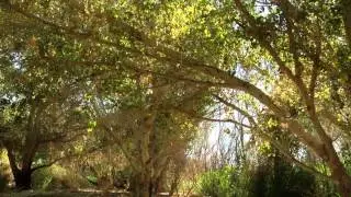 Tranquil Moment at the Wetlands