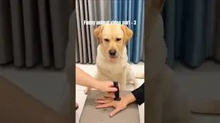 dog pranked by fake knife #funny #viral #shorts