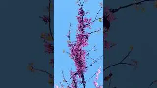 beautiful flowers and plants in nature. 4K free stock videos