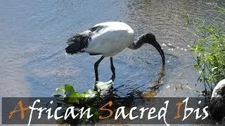 African Sacred Ibis (Threskiornis aethiopicus) Bird Call Video From Malelane | Stories Of The Kruger