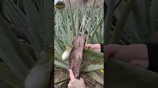 Ram Bhan treatment for ulcer disease | How To Treat Ulcer - #shorts