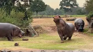 35 Animals sounds | Buffalo, Cow, Goat, Sheep, Elephant, Dog, Cat, Hen, Lion, Gorilla…