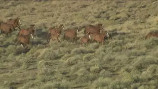 Mustangs find forever homes during Bureau of Land Management wild horse adoption event