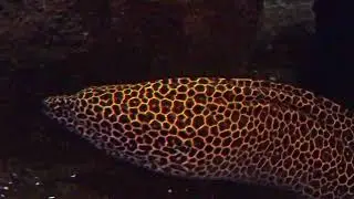 Honeycomb Moray Eel (Gymnothorax favagineus)