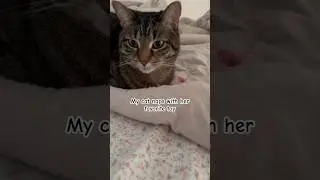 Does you cat have a favorite toy? #catmom #cat #cattime #catmomlife #catshorts #catlover #catvideos