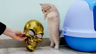 Кошек разыграла маска призрака 😂