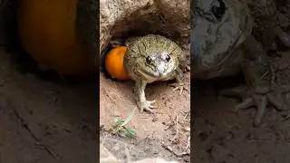 se lo merec&iacute;a por curioso 🫢😢😢 #animales #animals #sapo #susto #personas #terror #miedo #shorts