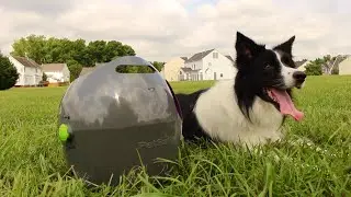 How to Train Your Dog to Play with the Automatic Ball Launcher