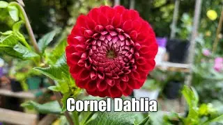 Cornel Dahlia