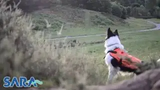 Dyno the Border Collie Search Dog with Severn Area Rescue Association