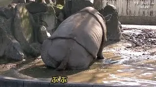 サイのおなら（お客さん爆笑）/ 東山動物園