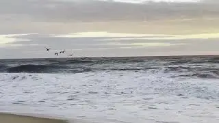 J&J S1E02 OBX and Alligator