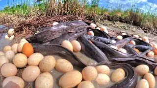 best hand fishing, pick duck eggs in the rice field and catch fish by hand amazing