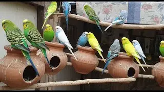 Budgies sounds for Lonely birds Budgies birds | Animal Moments | Best Pet & Animal Clips Live