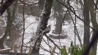 Buntspecht im Schnee Berlin Januar 14