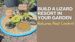 Building a Lizard Habitat for the garden.