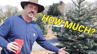 Fertilizing the Christmas trees today.  How much do they get?