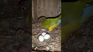 Pineapple conure female hatched his eggs 🥚🐣 #birdshots #ytshort #exoticbirdfarm #birdfarm #shotvideo