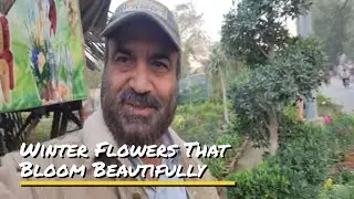 Winter Flowers That Bloom Beautifully