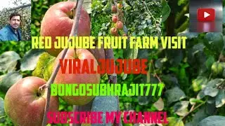 Red Jujube Fruit Farm Visit#Thai Jujube Fruit Farm#ViralJujube Fruit Farm Visit#Brazil Jujube fruit🫒
