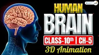 🧠 Human Brain 3D Animation | Class 10 Science | Structure & Functions Explained in English