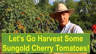 Late-Summer Garden UPDATE: Let's Go HARVEST Some Sun Gold Cherry Tomatoes! - ZONE 6 GARDENING!