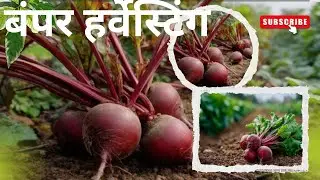 Harvesting fresh beetroot from the field and its 5 amazing benefits! 🌿🩸