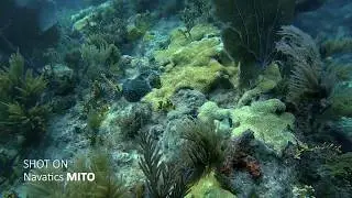 Navatics MITO - diving in the East South Asia