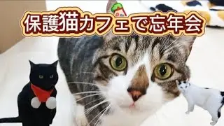 【保護猫カフェ】ネコの森で癒しの忘年会をしてみたところ…