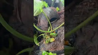 Let&rsquo;s Feed My Poison Dart Frogs! #youtubeshort #dartfrog #fyp