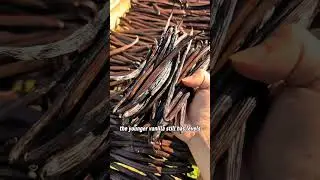 Why is it that when it is dried in the sun, the dried vanilla is not the same?#VanillaBeans #vanilla