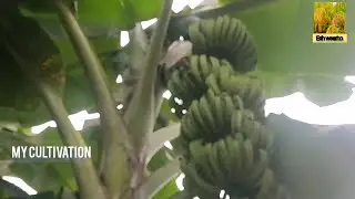 Small scale banana cultivation - in sri lanka
